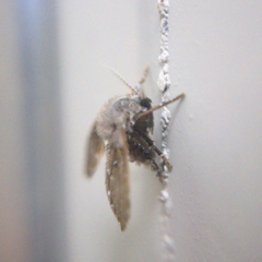 Insecta