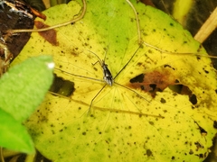 Limnogonus