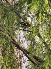 Phylidonyris novaehollandiae canescens