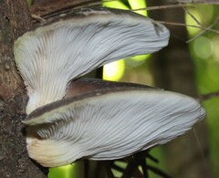 Pleurotus australis