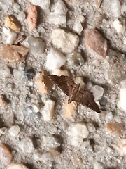 Diplopseustis perieresalis