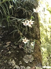 Dendrobium cunninghamii