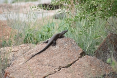 Matobosaurus validus