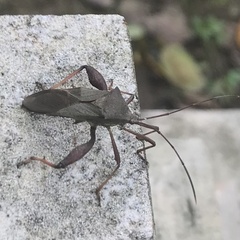 Mictis longicornis