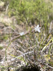 Caesia parviflora