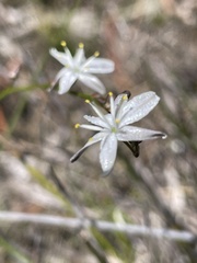 Caesia parviflora