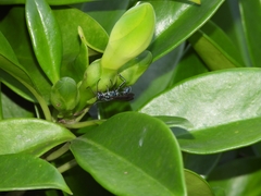 Chalybion japonicum
