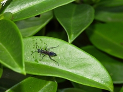 Chalybion japonicum