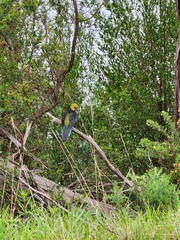 Platycercus caledonicus