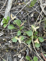 Viola cleistogamoides