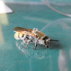 Radumeris tasmaniensis