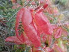 Lessertia frutescens