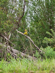 Platycercus caledonicus