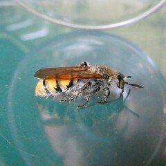 Radumeris tasmaniensis