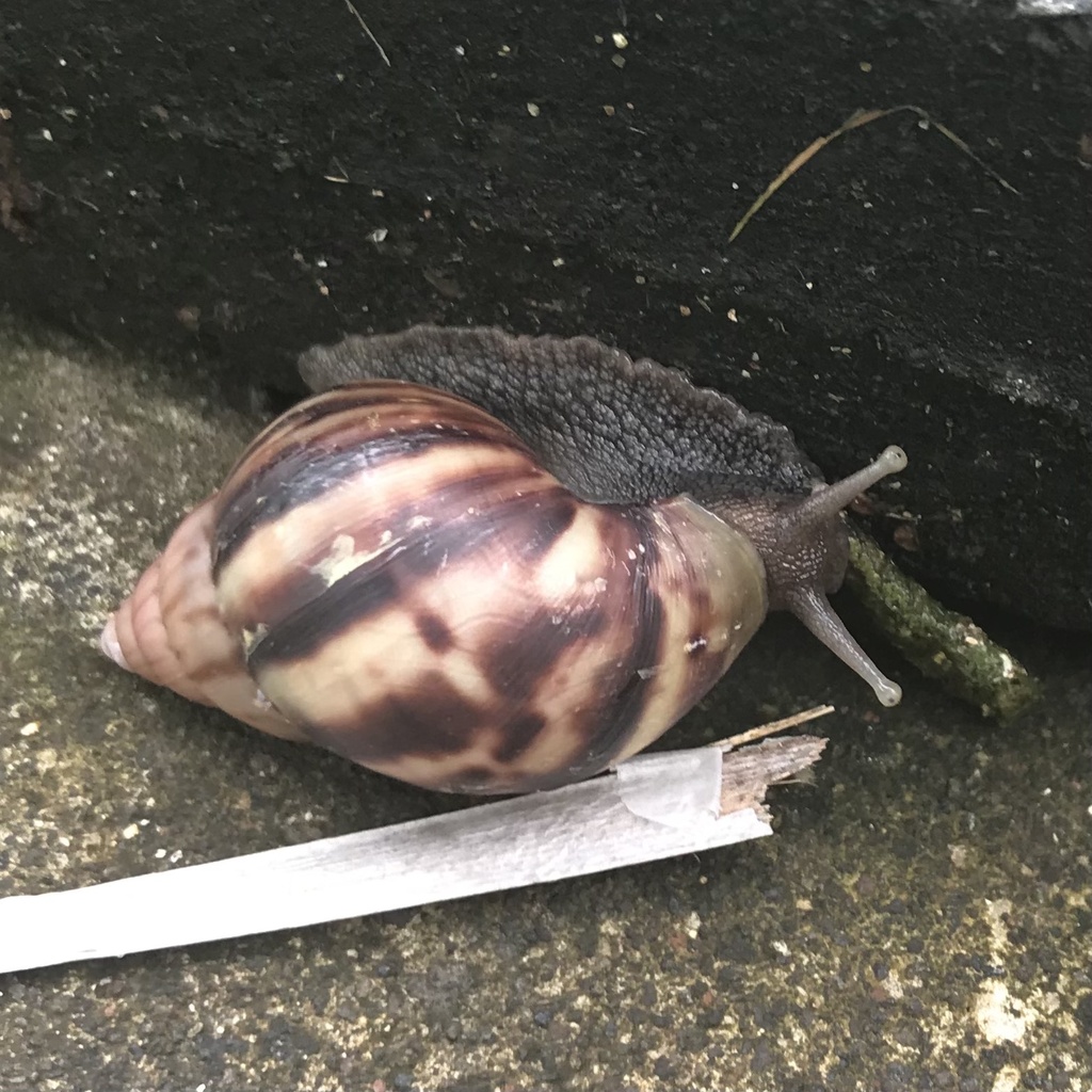 African Giant Snail (Lissachatina fulica) — recorded at Nusa Dua