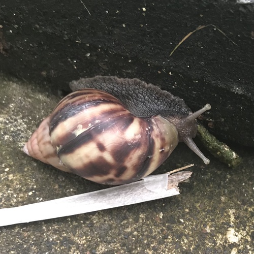 African Giant Snail — seen at this dive site