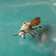 Radumeris tasmaniensis