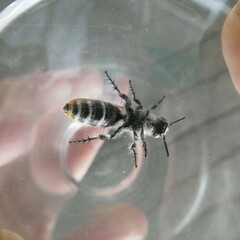 Radumeris tasmaniensis