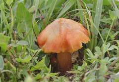 Hygrocybe intermedia