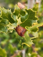 Cynips douglasii