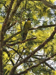Platycercus caledonicus