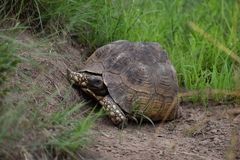Stigmochelys pardalis