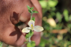 Carlowrightia