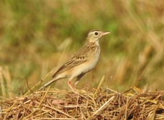 Anthus richardi