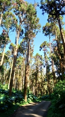 Cunninghamia lanceolata