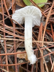 Marasmius calhouniae