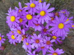 Senecio elegans