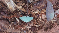 Prasinocyma semicrocea