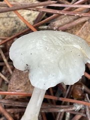 Marasmius calhouniae