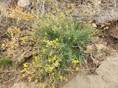 Gutierrezia californica