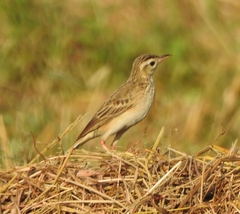 Anthus richardi