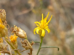 Gutierrezia californica