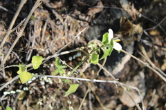 Carlowrightia