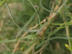 Gutierrezia californica