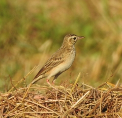 Anthus richardi