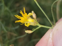 Gutierrezia californica