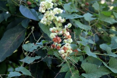 Antigonon flavescens