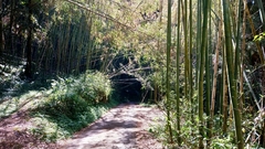 Phyllostachys makinoi