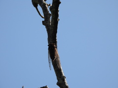 Macrotristria angularis