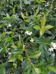 Trachelospermum jasminoides