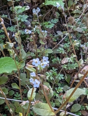 Myosotis forsteri