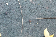 Camponotus rectangularis