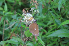 Euploea tulliolus koxinga