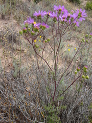 Senecio elegans
