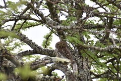 Glaucidium perlatum