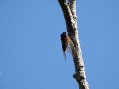 Macrotristria angularis